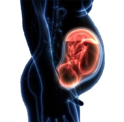 Enceinte de 2 mois : l'embryon à 2 mois de grossesse